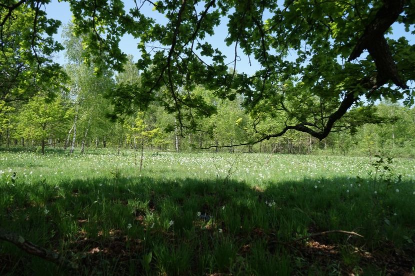  - 2019 MAI 18 POIANA NARCISELOR