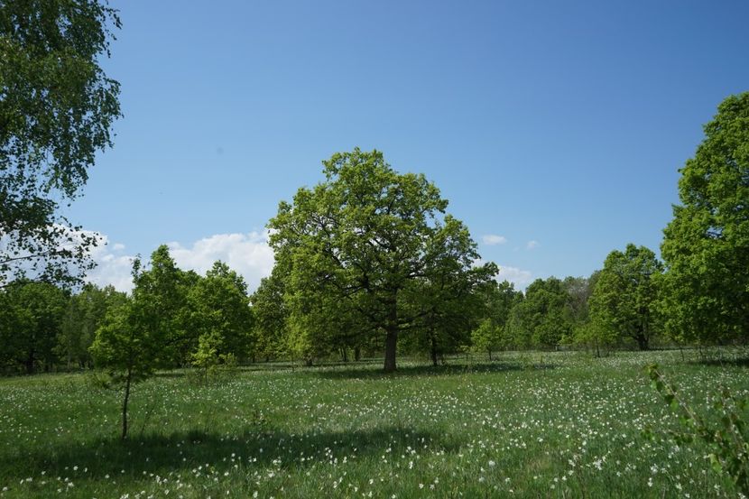  - 2019 MAI 18 POIANA NARCISELOR