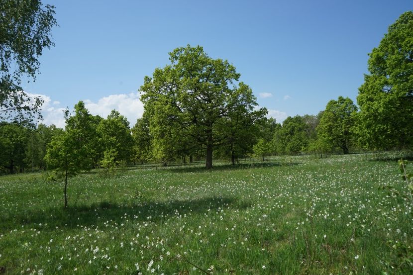  - 2019 MAI 18 POIANA NARCISELOR