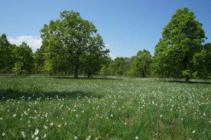  - 2019 MAI 18 POIANA NARCISELOR