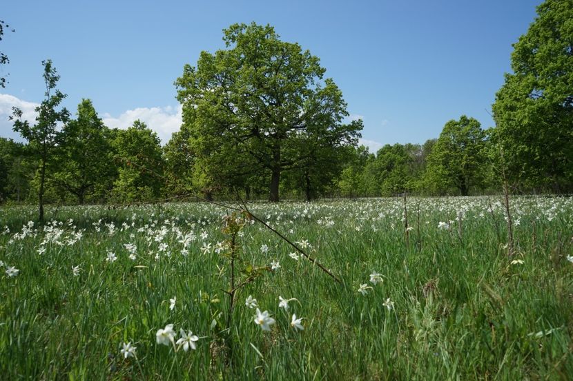  - 2019 MAI 18 POIANA NARCISELOR
