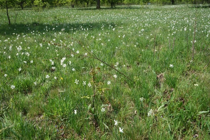  - 2019 MAI 18 POIANA NARCISELOR