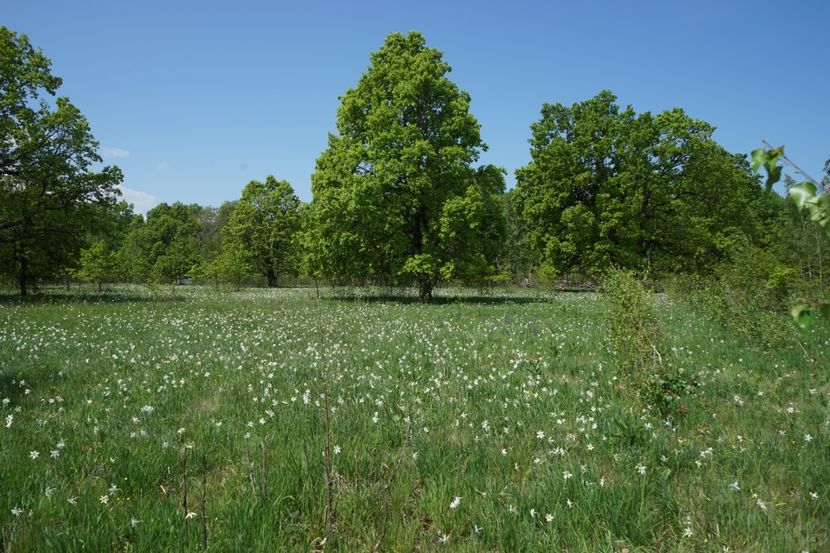  - 2019 MAI 18 POIANA NARCISELOR