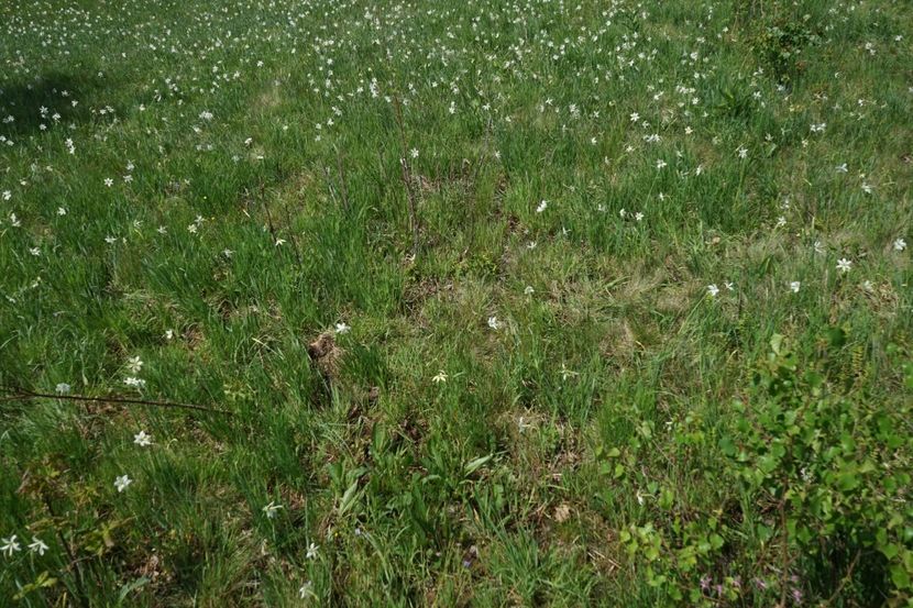  - 2019 MAI 18 POIANA NARCISELOR