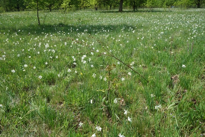  - 2019 MAI 18 POIANA NARCISELOR