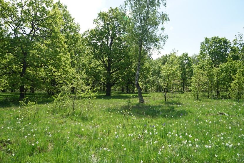  - 2019 MAI 18 POIANA NARCISELOR