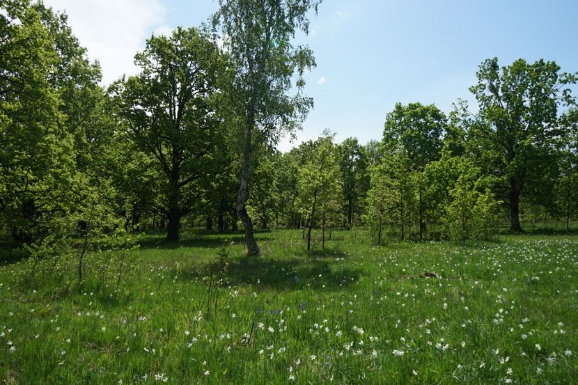  - 2019 MAI 18 POIANA NARCISELOR