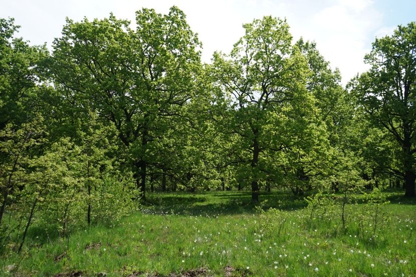  - 2019 MAI 18 POIANA NARCISELOR