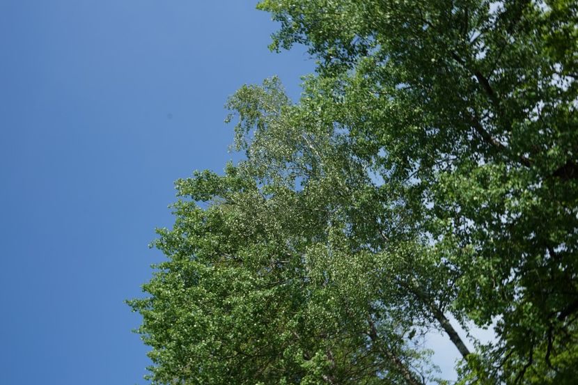  - 2019 MAI 18 POIANA NARCISELOR