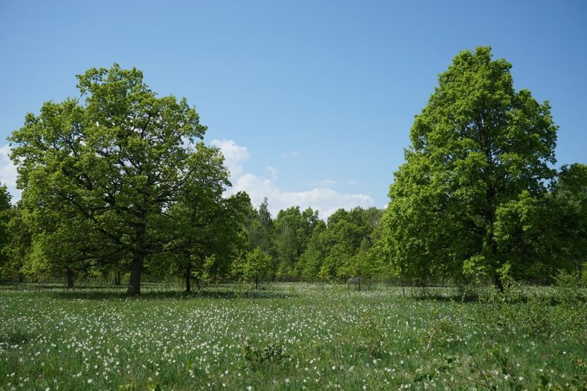  - 2019 MAI 18 POIANA NARCISELOR