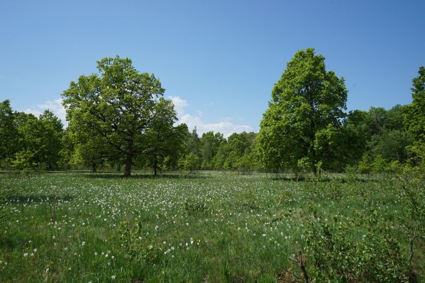  - 2019 MAI 18 POIANA NARCISELOR