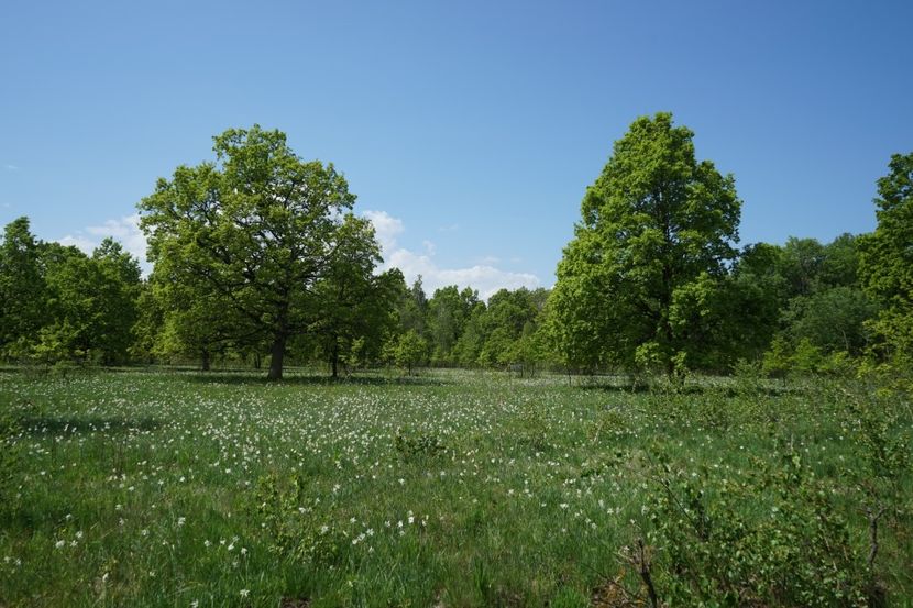  - 2019 MAI 18 POIANA NARCISELOR