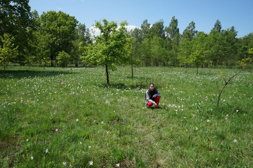  - 2019 MAI 18 POIANA NARCISELOR