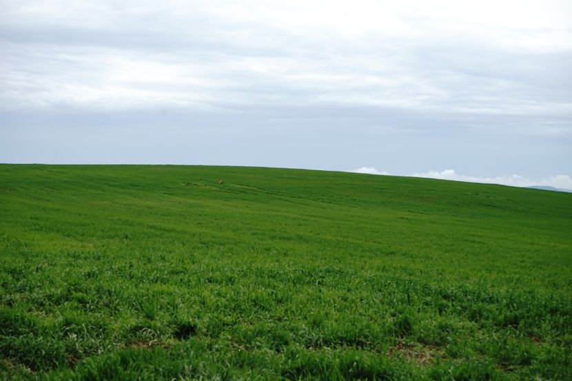  - 2019 MAI 18 POIANA NARCISELOR