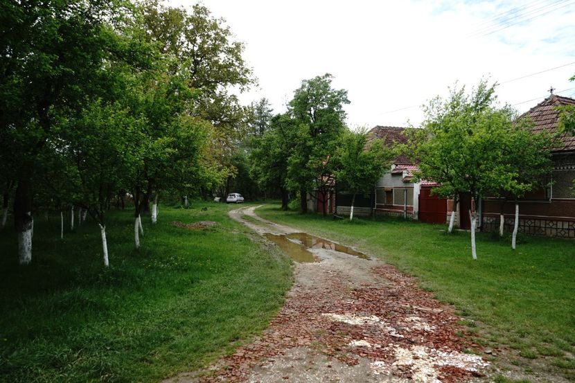  - 2019 MAI 18 POIANA NARCISELOR