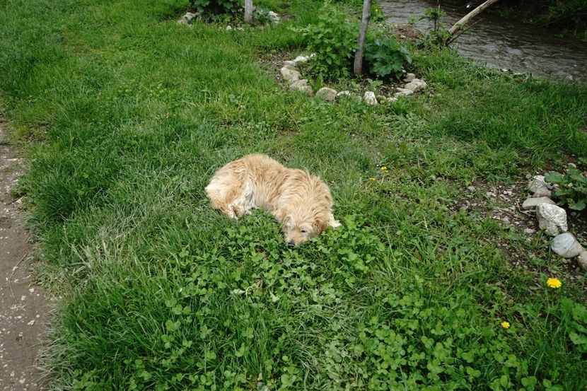  - 2019 MAI 18 POIANA NARCISELOR