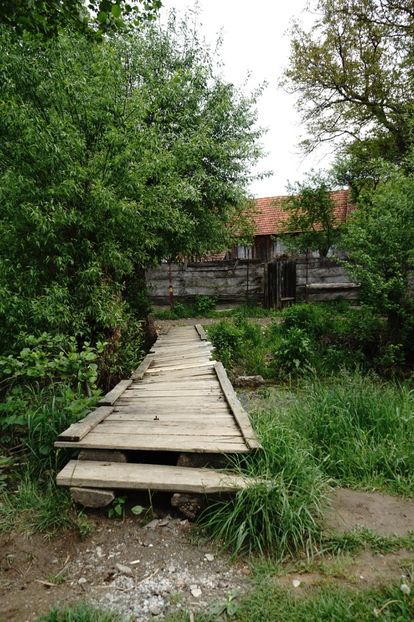  - 2019 MAI 18 POIANA NARCISELOR