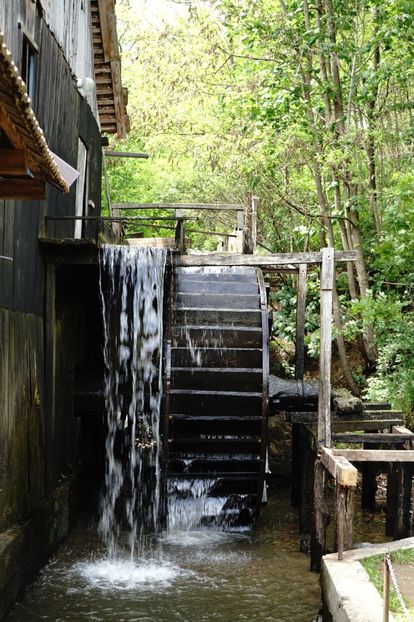  - 2019 MAI 18 POIANA NARCISELOR