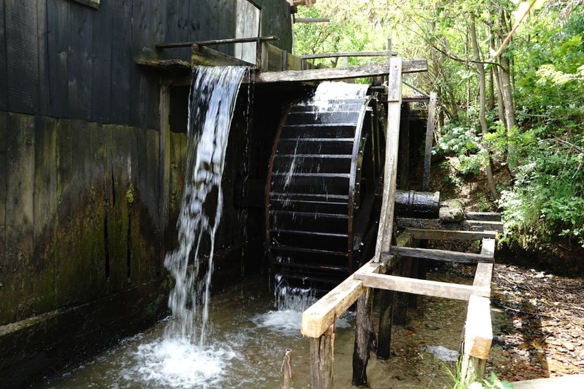  - 2019 MAI 18 POIANA NARCISELOR