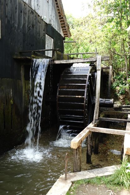  - 2019 MAI 18 POIANA NARCISELOR