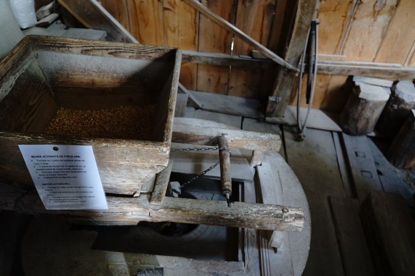  - 2019 MAI 18 POIANA NARCISELOR