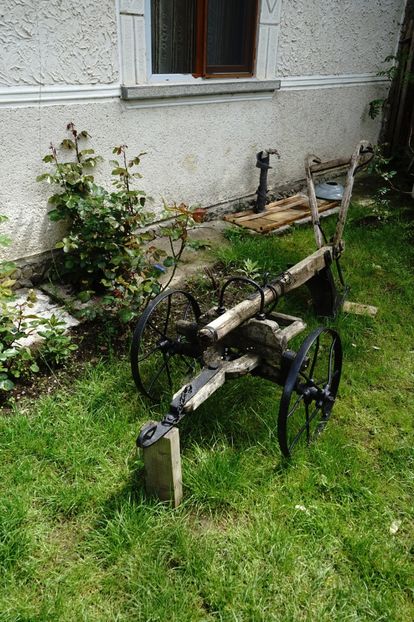  - 2019 MAI 18 POIANA NARCISELOR