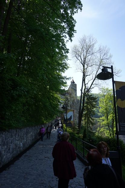  - 2019 MAI 18 POIANA NARCISELOR