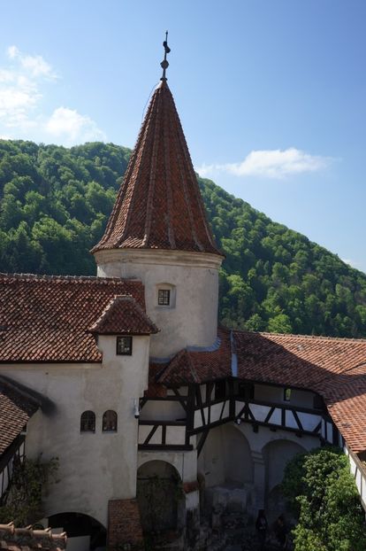  - 2019 MAI 18 POIANA NARCISELOR