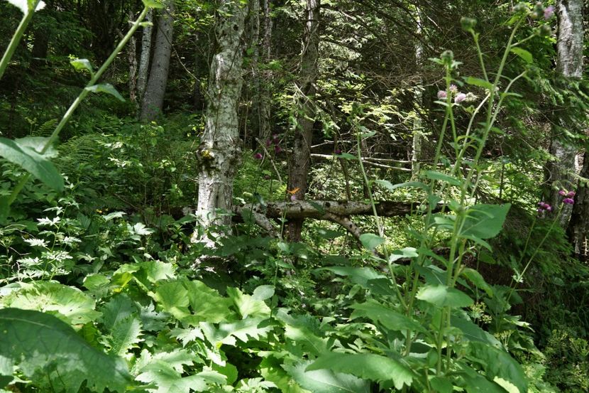  - 2019 IULIE SCROPOASA 7 IZVOARE