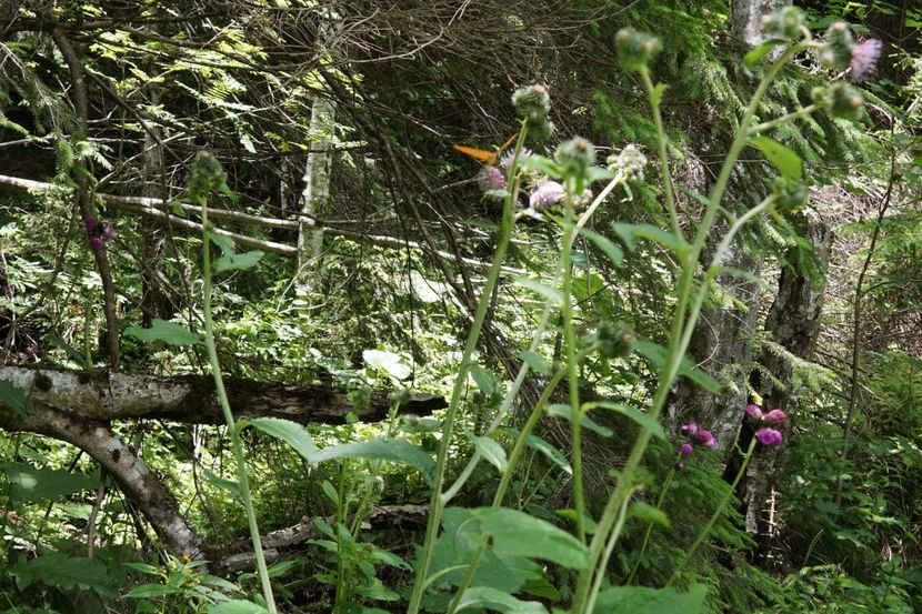  - 2019 IULIE SCROPOASA 7 IZVOARE