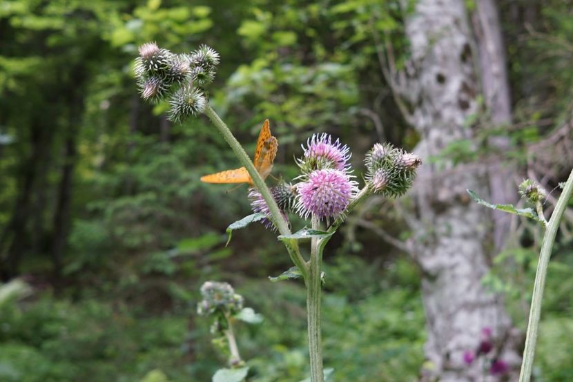  - 2019 IULIE SCROPOASA 7 IZVOARE