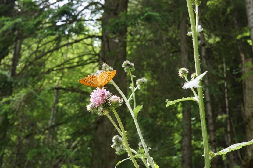  - 2019 IULIE SCROPOASA 7 IZVOARE