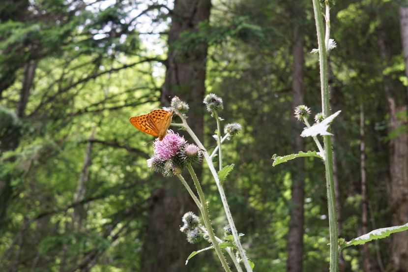  - 2019 IULIE SCROPOASA 7 IZVOARE