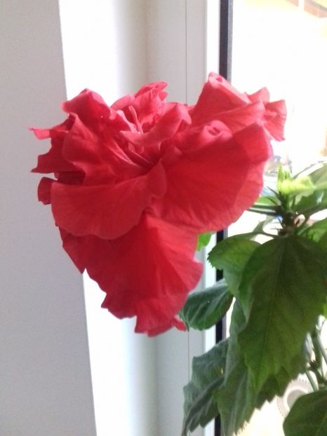  - HIBISCUSI 1-2019