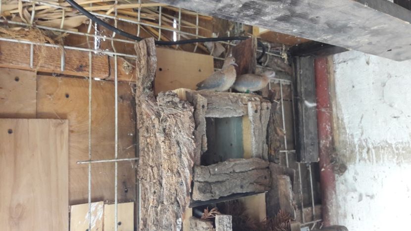 încă un set de puisori - TURTURELE SENEGAL