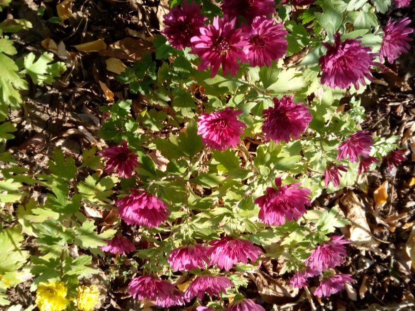  - Aster- tufănele