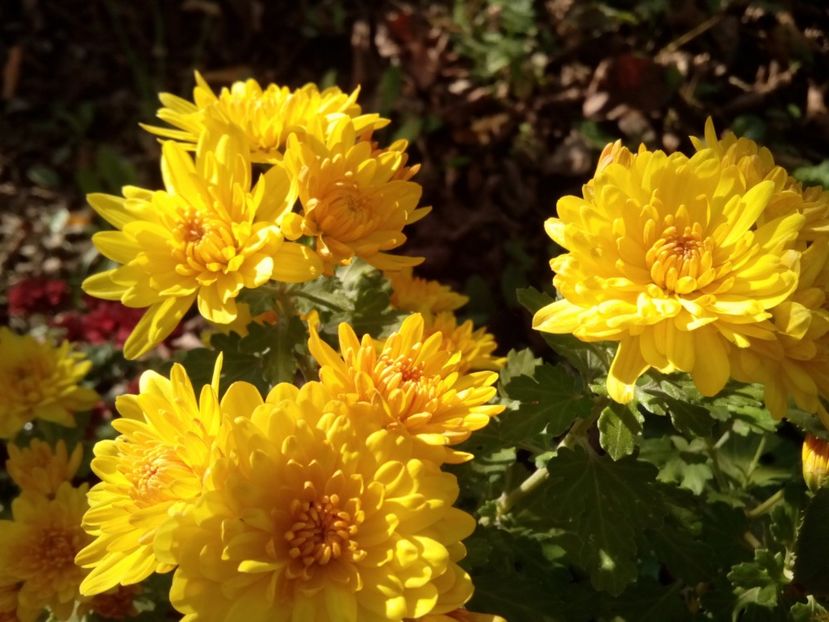  - Aster- tufănele