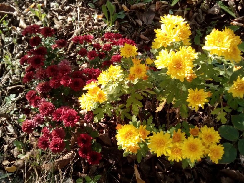  - Aster- tufănele