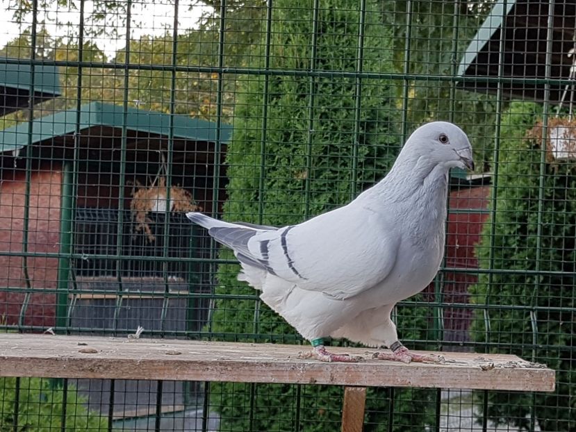 F-2019-4483 - 0-VRdF-TINERET-2019