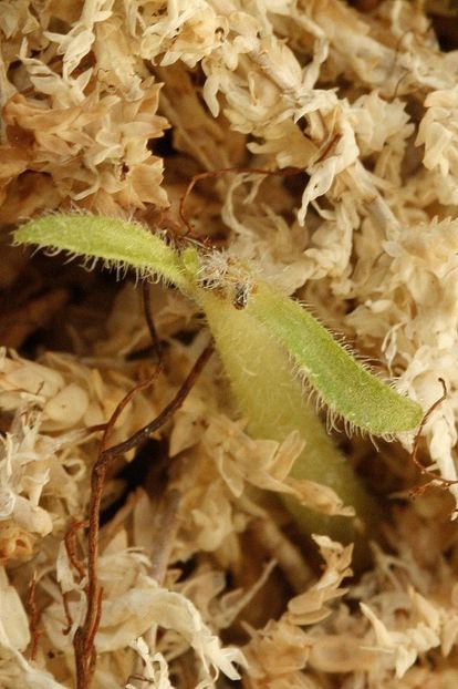10.10.19 - 2 Inradacinare tija florala