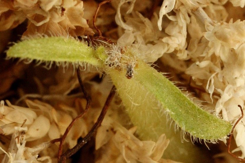 10.10.19 - 2 Inradacinare tija florala