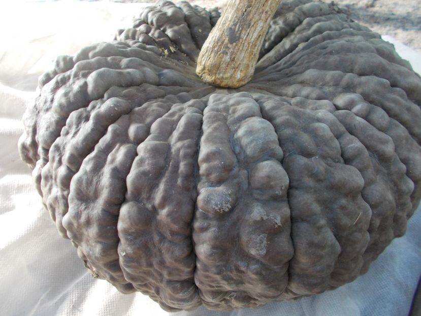  - SEMINTE DOVLEAC MARINA DI CHIOGGIA