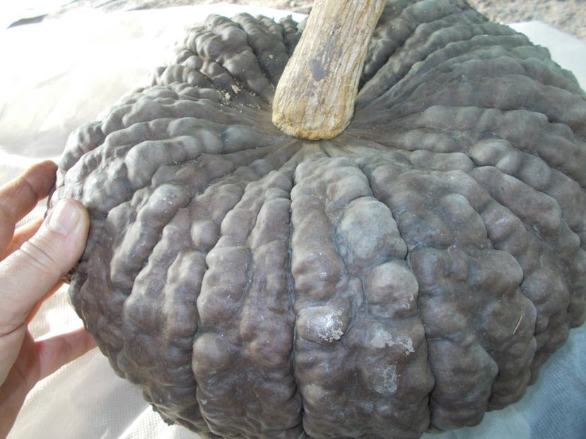  - SEMINTE DOVLEAC MARINA DI CHIOGGIA