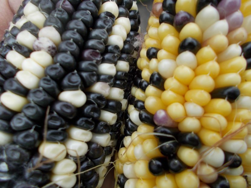  - SEMINTE PORUMB POPCORN - INDIAN BERRIES - P 29