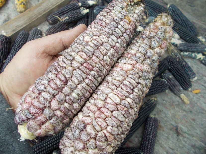  - SEMINTE PORUMB - GNEIS - P 25