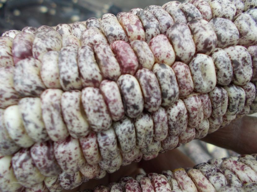  - SEMINTE PORUMB - GNEIS - P 25