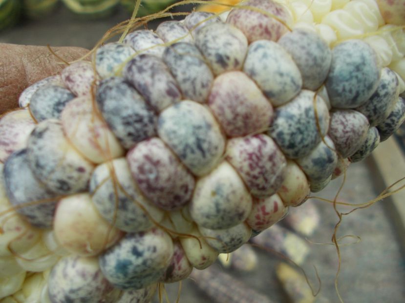  - SEMINTE PORUMB - GNEIS - P 25