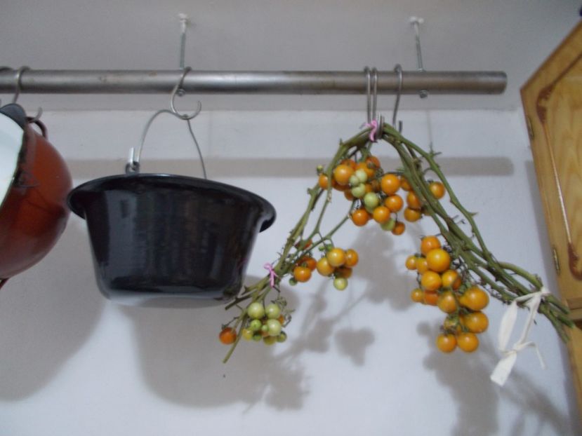  - SEMINTE ROSII DE IARNA - GIALO - GRAPPOLI - D INVERNO