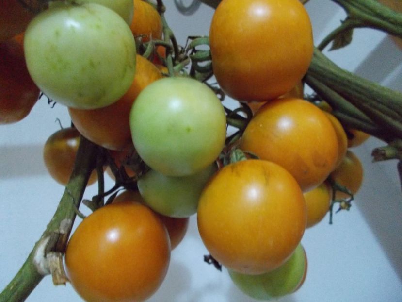  - SEMINTE ROSII DE IARNA - GIALO - GRAPPOLI - D INVERNO