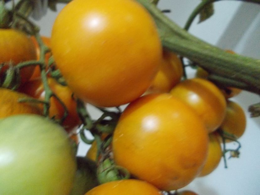  - SEMINTE ROSII DE IARNA - GIALO - GRAPPOLI - D INVERNO